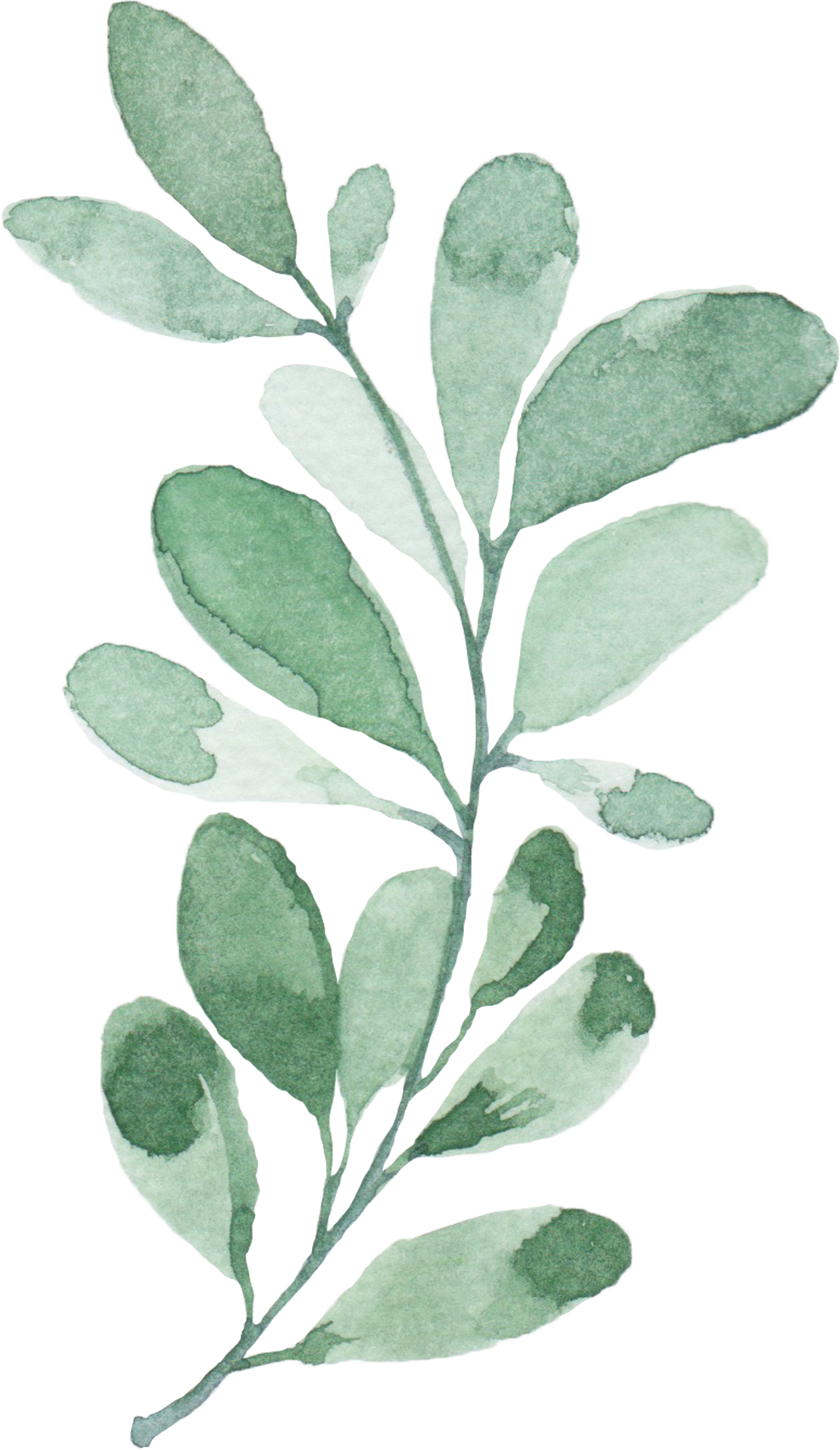 Watercolor Green Plant